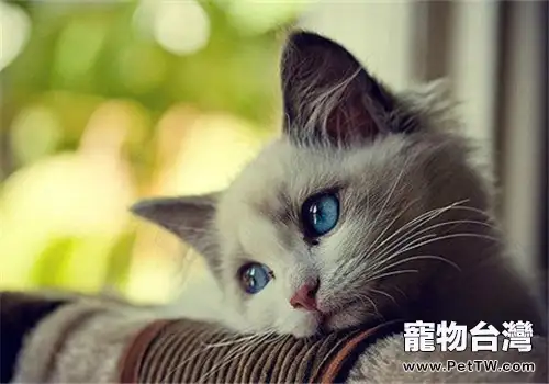 如何調教出一隻乖貓咪(1圖)-寵物台灣