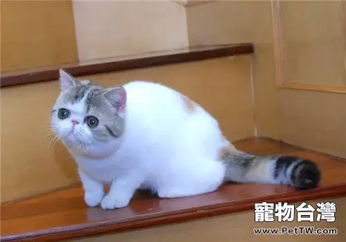 如何選購異國短毛貓0(1圖)-寵物台灣