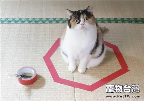 為什麼貓喜歡坐在圈圈裡？