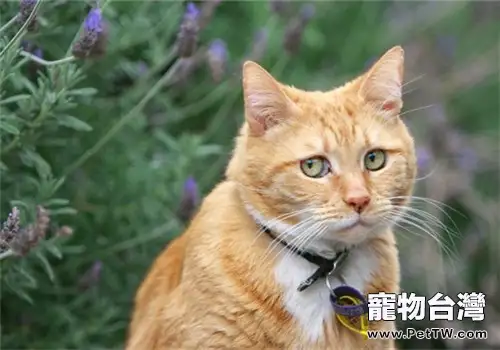 為什麼貓咪那麼討厭橘子皮的味道？