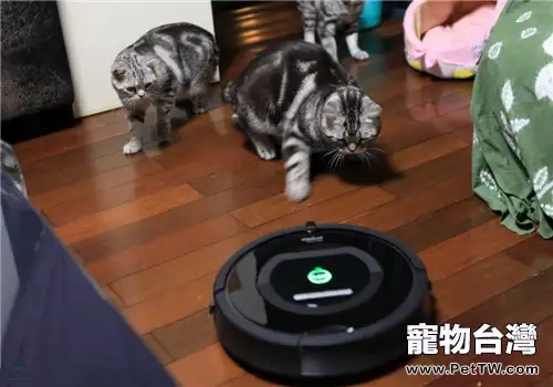 貓咪怕吸塵器怎麼辦？