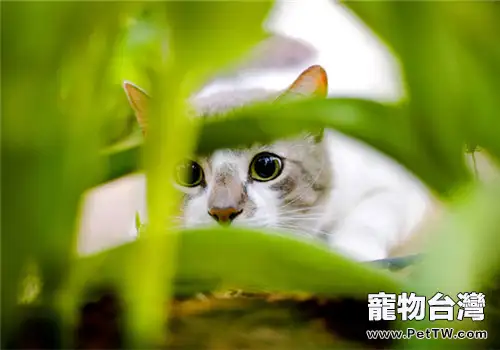 養貓的家庭不能種植什麼植物?(共2張圖片)-寵物台灣