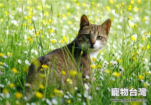 養貓的家庭不能種植什麼植物？