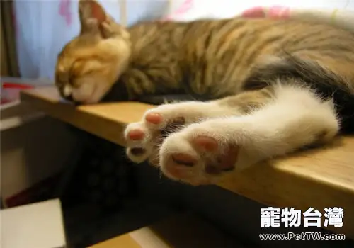 貓咪睡覺抽搐是怎麼了？