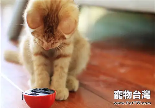 貓咪厭食不吃東西怎麼辦？