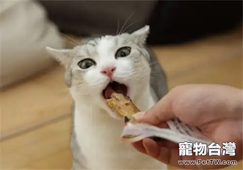 貓咪吃貓糧好還是自製糧好？