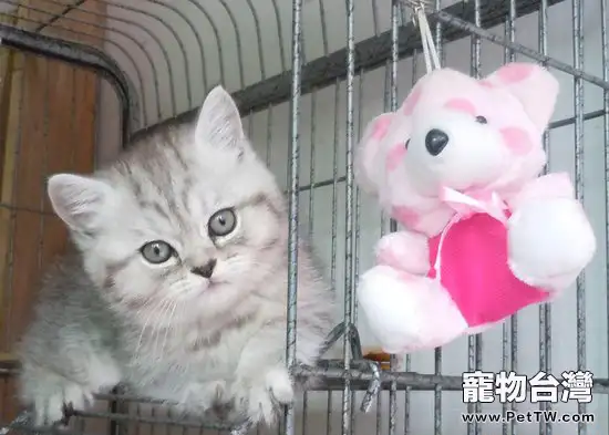 貓主需要瞭解的貓糧食用注意點（1圖）-寵物台灣