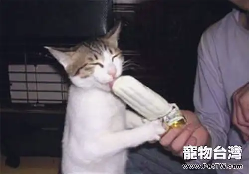 夏天貓咪吃冰激凌可以嗎？