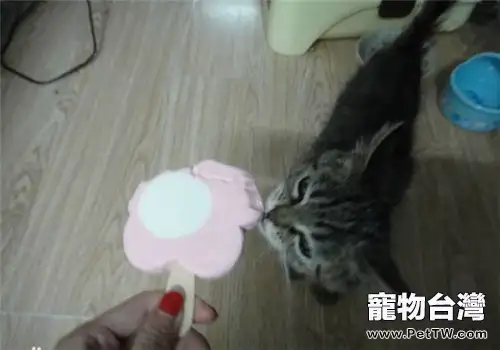 夏天貓咪吃冰激凌可以嗎？（共2張圖片）-寵物台灣