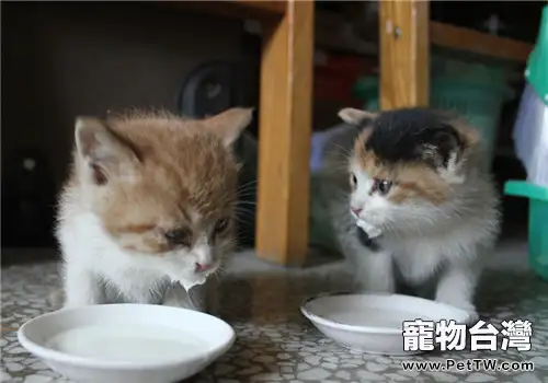 貓咪喝牛奶腹瀉怎麼辦？