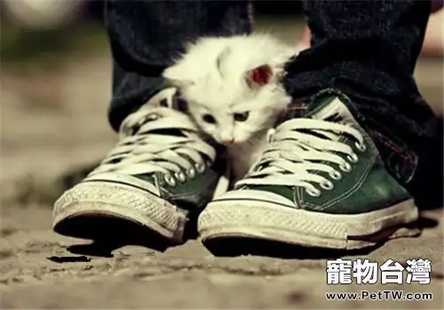 貓咪做錯事可不可以打?(共2張圖片)-寵物台灣
