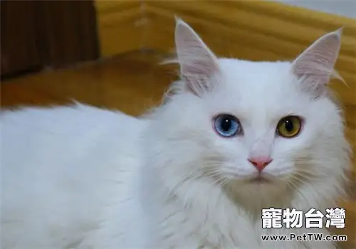 中國本土的貓咪品種有哪些？
