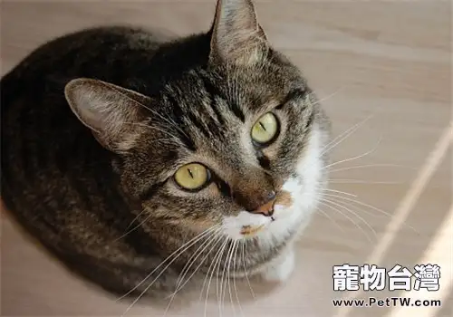 中國本土的貓咪品種有哪些？