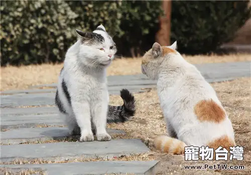 生活在不同地區的貓會有溝通障礙嗎？