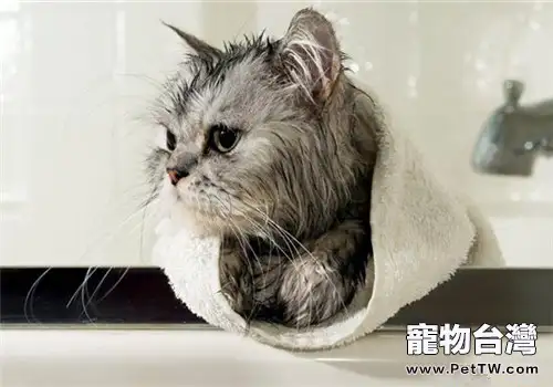 為貓洗澡的注意事項有哪些？