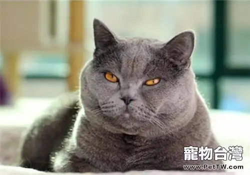 短毛貓也會掉毛嗎?什麼貓不掉毛?(共2張圖片)-寵物台灣