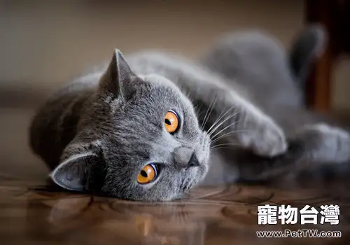 英國短毛貓的價格貴嗎(1圖)-寵物台灣