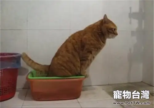 訓練貓咪不要隨地大小便的方法