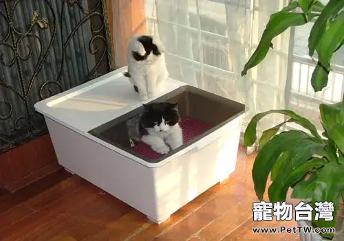 為什麼有的貓咪不喜歡貓砂盆