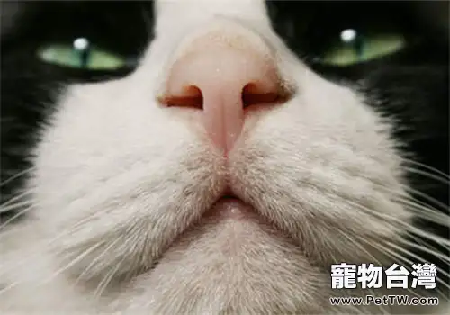 是否貓咪鼻子干就意味著生病？