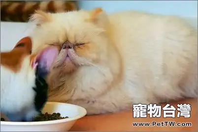 四步避免貓咪吃植物（1圖）-寵物台灣