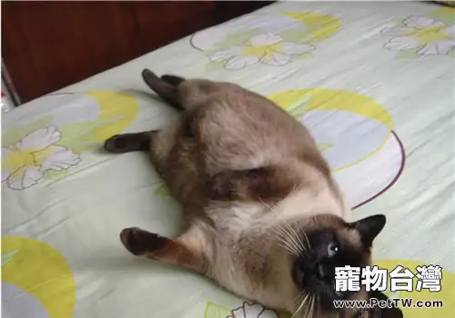 常見的貓病有哪些？主人該如何預防常見貓病？