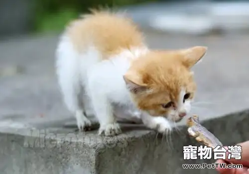 貓咪能吃海水魚嗎？