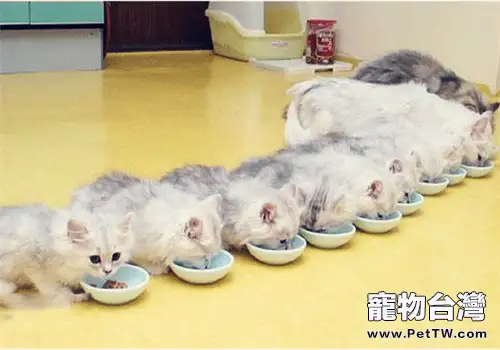 多大的貓算成貓？貓多大可以吃成貓糧？