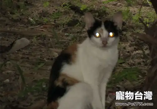 貓咪眼睛的奧妙——為什麼夜間貓咪眼睛會發光？