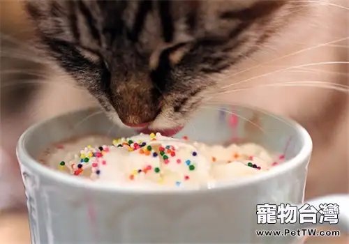 貓咪拉稀不吃飯怎麼辦？