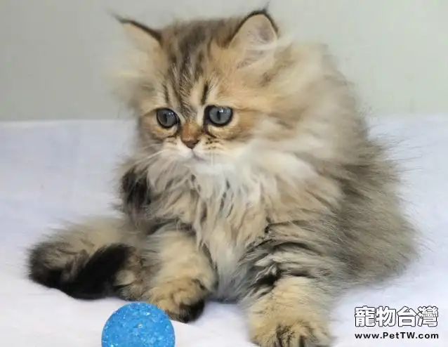 如何預防貓咪中毒0（1圖）-寵物台灣