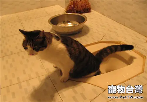 貓咪排尿困難是怎麼了？