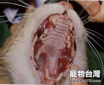 詳解貓咪口腔的護理知識