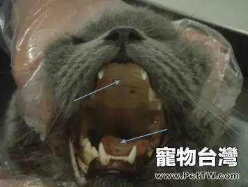 詳解貓咪口腔的護理知識