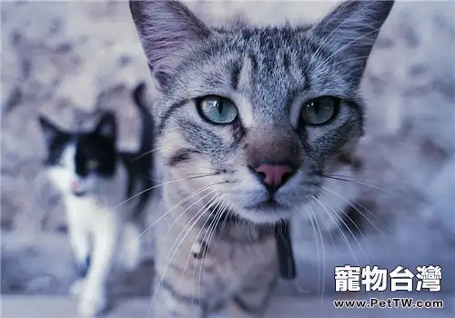 貓咪疥癬、壁虱、跳蚤、虱子的防治方法(共2張圖片)-寵物台灣