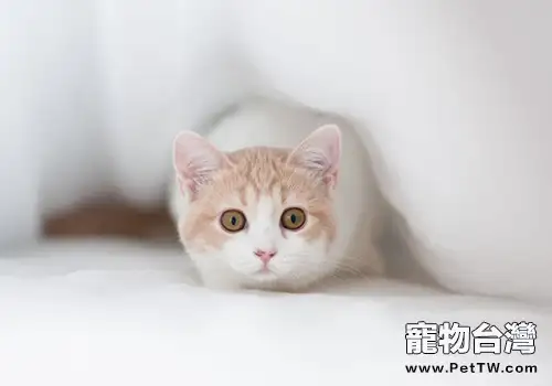 四類食物可能導致貓咪疾病