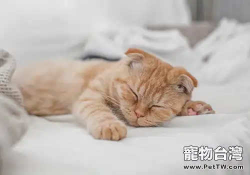貓咪為什麼那麼愛睡覺？