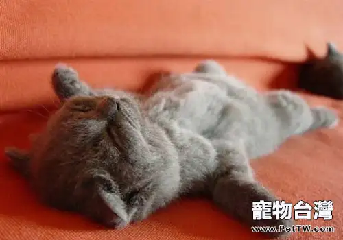 貓咪為什麼那麼愛睡覺？