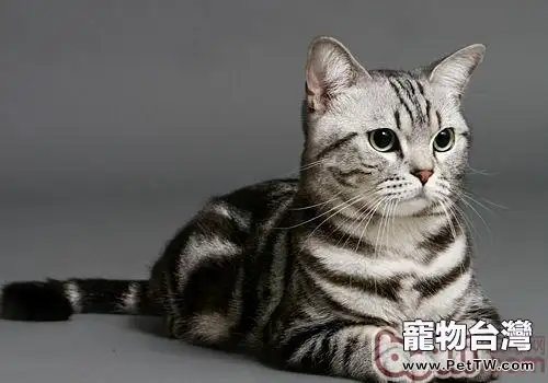 美國短毛貓的餵食和飼養方法(1圖)-寵物台灣