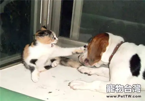 訓練貓咪與其他動物和平共處