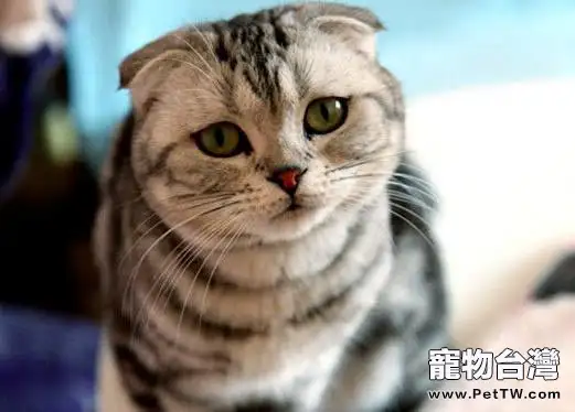 如何讓新老貓咪很快相處好(1圖)-寵物台灣