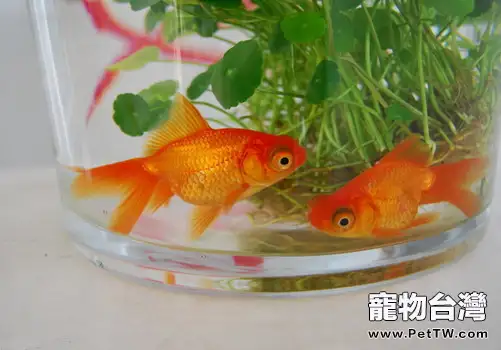 水溫對觀賞魚的重要性