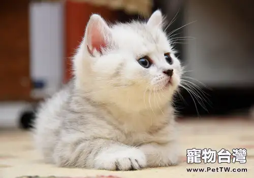幼貓該如何挑選呢(1圖)-寵物台灣