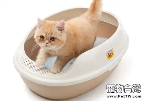 貓咪不使用貓砂盆有哪些原因