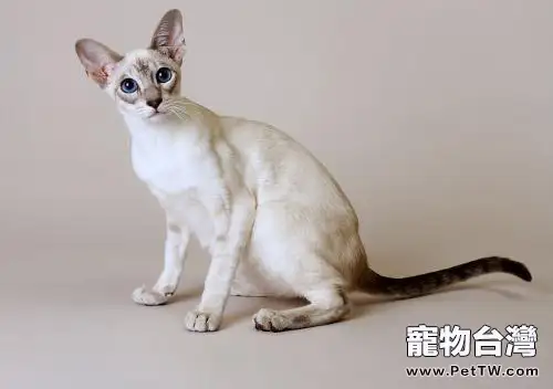 暹羅貓的飼養和護理大全(共2張圖片)-寵物台灣