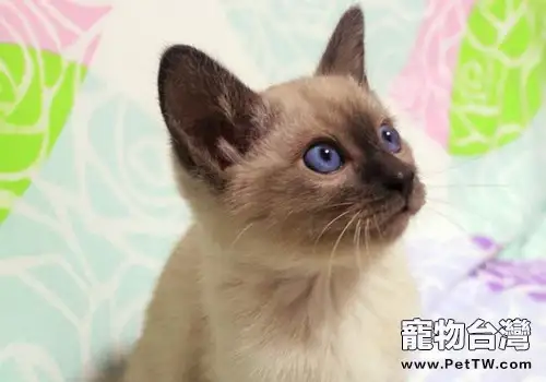 暹羅貓的飼養和護理大全