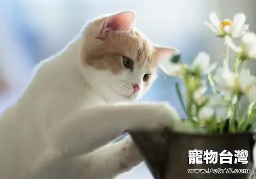 如何有效的治療貓癬(1圖)-寵物台灣