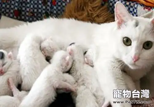 母貓的產後護理