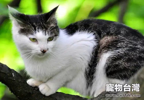 貓咪的自我保護能力(1圖)-寵物台灣