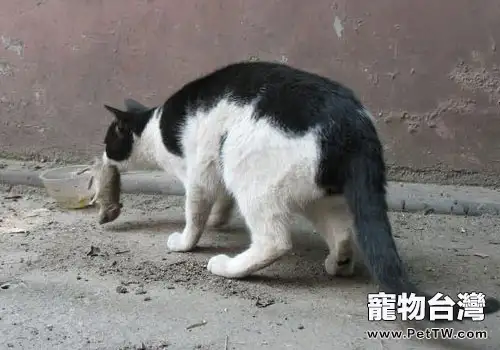 貓為什麼愛吃老鼠